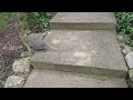 Baby armadillo digging for grubs #wildlife #cuteanimals #babyanimals #armadillo armad