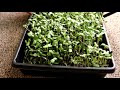 How to Grow Microgreens: Complete guide including day by day updates!