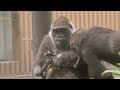 Baby gorilla Kintaro 💗 Genki Mama who drinks milk and sleeps peacefully [Kyoto City Zoo]