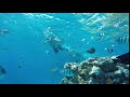Reef Hurghada Red Sea Egypt
