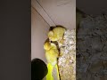 New Pekin Ducklings 3/16/2023 #shorts