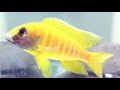 African Cichlid || African Cichlid Complete Care Guide in Bengali || Expert Aquarist