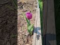 Time Lapse Tulip