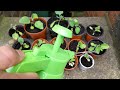 Transplanting aubergine plants small pots to bigger pots.