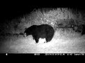 Extended bear visit 4/30/24