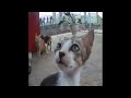 🐱 So Funny! Funniest Cats and Dogs 2024 😸😘 Funny Animal Videos 🐕😘