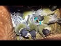 the five fledglings #bird memes
