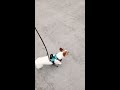 Jack Russell terrier quarantine morning walk !!