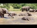 Brave Little Swimmer Elephant, Phabeni Gets Submerged in the Dam!