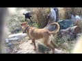 Dogs that attack & body language shown with 10+ dog who couldn’t get puppies learning.along..