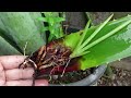 Propagating Aloe vera Barbadensis Leaves