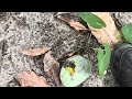 Tour of my mom’s food forest in Southwest Florida, exotic plants!!!