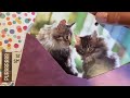 Adorable The Purrfect Life - Junk Journal Cats - Milli as a co-star!