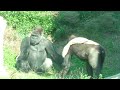 Shabani and his keeper are a great pair. Gorilla, Silver back.