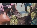 Fishing scene with betel net in the sun village fishing videos