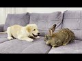 Giant Rabbit Attacks Golden Retriever Puppy