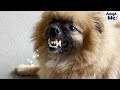 Pomeranian Rescued From Cage Grows The Fluffiest Coat | The Dodo