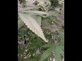 In House Grow 8 (Flowering Stage): Week 5 & Week 6