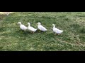 Where are the ducks marching to?! Ducks - a - marching we will go.. #ducks #cute #happy #adorable