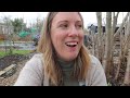 THE DAY IT ALL WENT WRONG / ALLOTMENT GARDENING FOR BEGINNERS