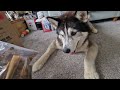 Lucky Husky Sherpa Unboxing His Mail