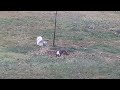 Snowflake, leucistic gray squirrel,