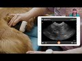 Practical Small Animal Ultrasound: Kidney and Urinary Bladder Point-of-Care Scanning Techniques
