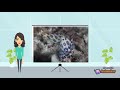 Blue Ringed Octopus Creature Feature!