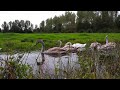 Swans in the Purmerbos
