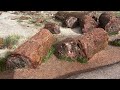 Petrified Forest Exposed in the Painted Desert
