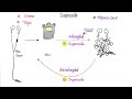 DNA replication in Prokaryotes & Eukaryotes (DETAILED) | Molecular Biology 🧬 & Biochemistry 🧪