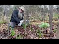 Sow THESE PLANTS ONCE & HARVEST Them FOREVER! Part 9-CREATING a PERMACULTURE PARADISE & FOOD FOREST!