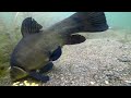 Tench feeding/reacting to sweetcorn filmed with underwater camera