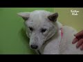 Dog's Friend Died And She Lost Will To Live... l Animal in Crisis Ep 327