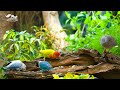Video For Cats To Wacth - Birds And Their Friends - Bonanza Studio - Cat TV Bird Watch