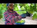 INCREÍBLE COSECHA DE UVA 🍇 por contrato en Estados Unidos / Grape Harvesting