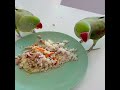 Smart And Funny Parrots Parrot Talking Videos Compilation (2023) - Cute Birds #25