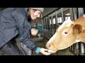 Sweet Icelandic cow from organic farm , named Sigur