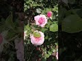 Роза Aloha (Boener)