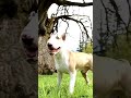 How to train your Bull Terrier pt 1 ! Three tips !