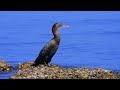 A Beautiful sight by the water Indian Cormorant and The Common Sandpiper Birds