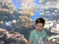 Giant Trevally Freeswimming Waikiki Aquarium, Hawaii!!
