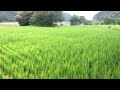 Rice farms in San Mariano