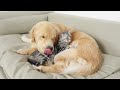 From Kitten To Mom: Unbreakable Friendship With Golden Retriever