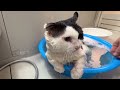 野良歴１０年超の野良猫保護して初めてのお風呂がヤバ過ぎた…