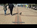 소래 해안공원 산책하는 강아지 🐶/ Walking puppy 🐶