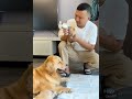 golden retriever takes care of pregnant wife