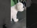 Compilation of all the funny and cute things Casper does! Enjoy ☺️