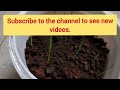 44.How to grow Rain Lilly from seeds with update|रेन लिली ग्रोथ विथ अपडेट्स #lifewithgardening