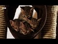 Acrobatic Bengal Kittens Learn To Hunt | Wonderful World of Puppies | BBC Earth